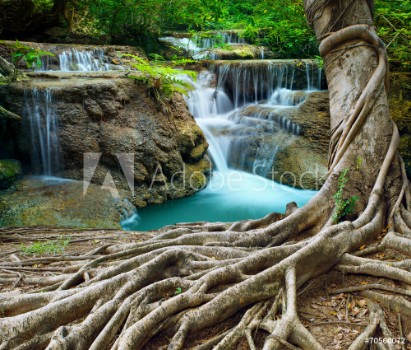 Picture of Banyan tree and limestone waterfalls in purity deep forest use n